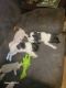 Rat Terrier Puppies for sale in Lima, Ohio. price: $200