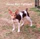 Rat Terrier Puppies for sale in Shelbyville, TN, USA. price: $800