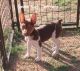Rat Terrier Puppies for sale in Shelbyville, TN, USA. price: $1,200