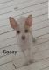 Rat Terrier Puppies for sale in Temperance, MI 48182, USA. price: $400