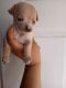 Rat Terrier Puppies for sale in Las Vegas, Nevada. price: $580