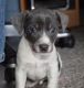 Rat Terrier Puppies for sale in Addison, AL 35540, USA. price: $400