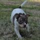 Rat Terrier Puppies for sale in Fairhope, AL 36532, USA. price: NA