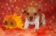Rat Terrier Puppies for sale in Los Angeles, CA, USA. price: $500