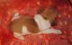 Rat Terrier Puppies for sale in Los Angeles, CA, USA. price: $500