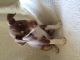 Rat Terrier Puppies for sale in Benton Harbor, MI 49022, USA. price: $250