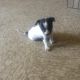 Rat Terrier Puppies for sale in California St, San Francisco, CA, USA. price: NA