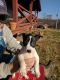 Rat Terrier Puppies for sale in Mosheim, TN, USA. price: $300