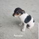 Rat Terrier Puppies for sale in Seaman, OH 45679, USA. price: NA