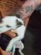 Rat Terrier Puppies for sale in Sheboygan, WI, USA. price: $50