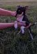 Rat Terrier Puppies for sale in Goshen, IN, USA. price: NA