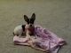 Rat Terrier Puppies for sale in Murfreesboro, TN, USA. price: $350