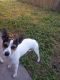 Rat Terrier Puppies for sale in Corpus Christi, TX, USA. price: $500