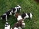 Rat Terrier Puppies for sale in Shenandoah, IA 51601, USA. price: NA