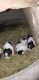 Rat Terrier Puppies for sale in Postville, IA 52162, USA. price: NA