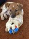 Rat Terrier Puppies for sale in Hammond, IN, USA. price: NA