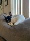 Rat Terrier Puppies for sale in Farmingdale, NY 11735, USA. price: NA