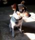 Rat Terrier Puppies for sale in Fayetteville, NC 28314, USA. price: $350