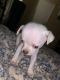 Rat Terrier Puppies for sale in Baldwin Park, CA, USA. price: $50