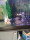 Red Belly Pacu Fishes for sale in Blaine, MN, USA. price: NA