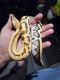 Red blood python Reptiles for sale in Columbus, OH, USA. price: $650
