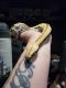 Red blood python Reptiles