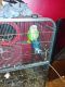 Red-capped Parrot Birds for sale in 1059 Sevall St, Zanesville, OH 43701, USA. price: NA