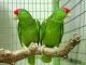 Red-capped Parrot Birds
