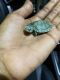 Red-eared slider turtle Reptiles for sale in Morrow, GA 30260, USA. price: NA