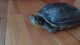 Red-eared slider turtle Reptiles for sale in Wilmington, DE, USA. price: $100