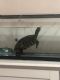 Red-eared slider turtle Reptiles for sale in Las Vegas, NV, USA. price: NA