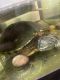 Red-eared slider turtle Reptiles