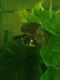 Red-eared slider turtle Reptiles for sale in Jacksonville, FL, USA. price: NA