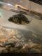 Red-eared slider turtle Reptiles for sale in Cleveland, OH, USA. price: NA