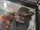 Red-eared slider turtle Reptiles for sale in St. Petersburg, FL 33702, USA. price: NA