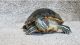 Red-eared slider turtle Reptiles for sale in Blaine, MN, USA. price: $30