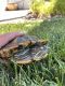 Red-eared slider turtle Reptiles for sale in Stanley Ln, Wildomar, CA 92595, USA. price: NA