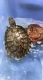 Red-eared slider turtle Reptiles for sale in Las Vegas, NV, USA. price: $100