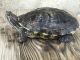 Red-eared slider turtle Reptiles for sale in Bakersfield, CA 93306, USA. price: $40
