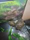 Red-eared slider turtle Reptiles for sale in Murfreesboro, TN 37128, USA. price: NA