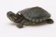 Red-eared slider turtle Reptiles for sale in Simsbury, CT, USA. price: $10