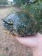 Red-eared slider turtle Reptiles for sale in Arlington, TX, USA. price: NA