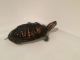 Red-eared slider turtle Reptiles for sale in San Antonio, TX, USA. price: $35