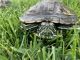 Red-eared slider turtle Reptiles for sale in Aurora, CO, USA. price: NA
