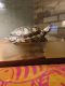 Red-eared slider turtle Reptiles for sale in New Providence, PA 17560, USA. price: NA