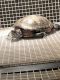 Red-eared slider turtle Reptiles for sale in St. Augustine, FL, USA. price: $175