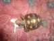 Red-footed tortoise Reptiles for sale in Miami, FL, USA. price: NA