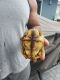 Red-footed tortoise Reptiles for sale in Fort Lauderdale, FL, USA. price: $300