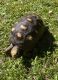 Red-footed tortoise Reptiles