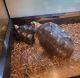 Red-footed tortoise Reptiles for sale in Honolulu, HI, USA. price: NA